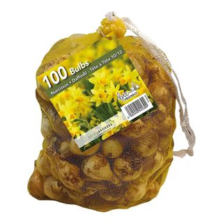 Daffodil bulbs