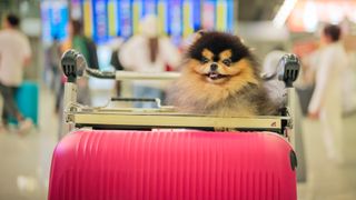 Pomeranian dog at the airport