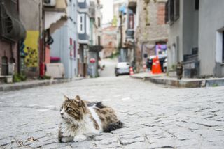 A multicolored cat on a cobblestone street in the Balat district of Istanbul