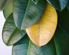 rubber plant with a yellow leaf