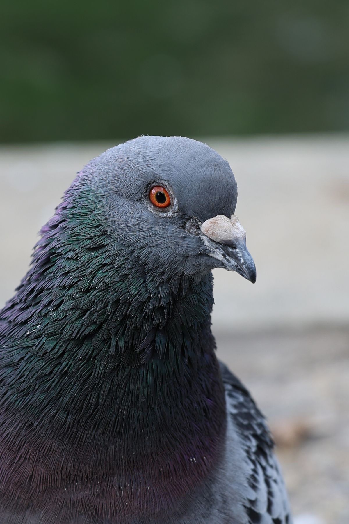 A photo of a bird taken on a Canon EOS R6 Mark III