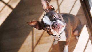 Boston Terrier dog with head cocked is an example of dog body language