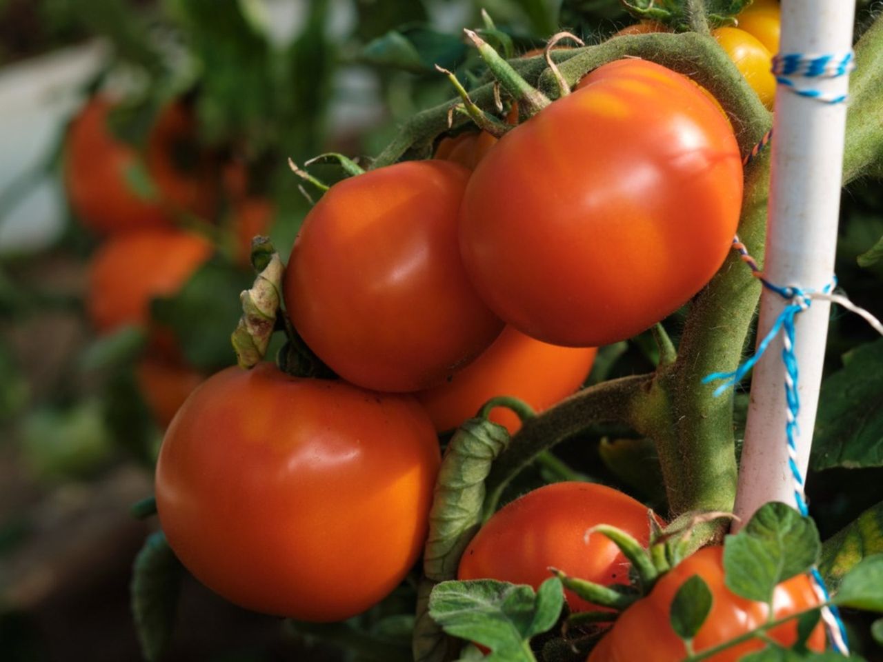 Solar Fire Tomato Plants