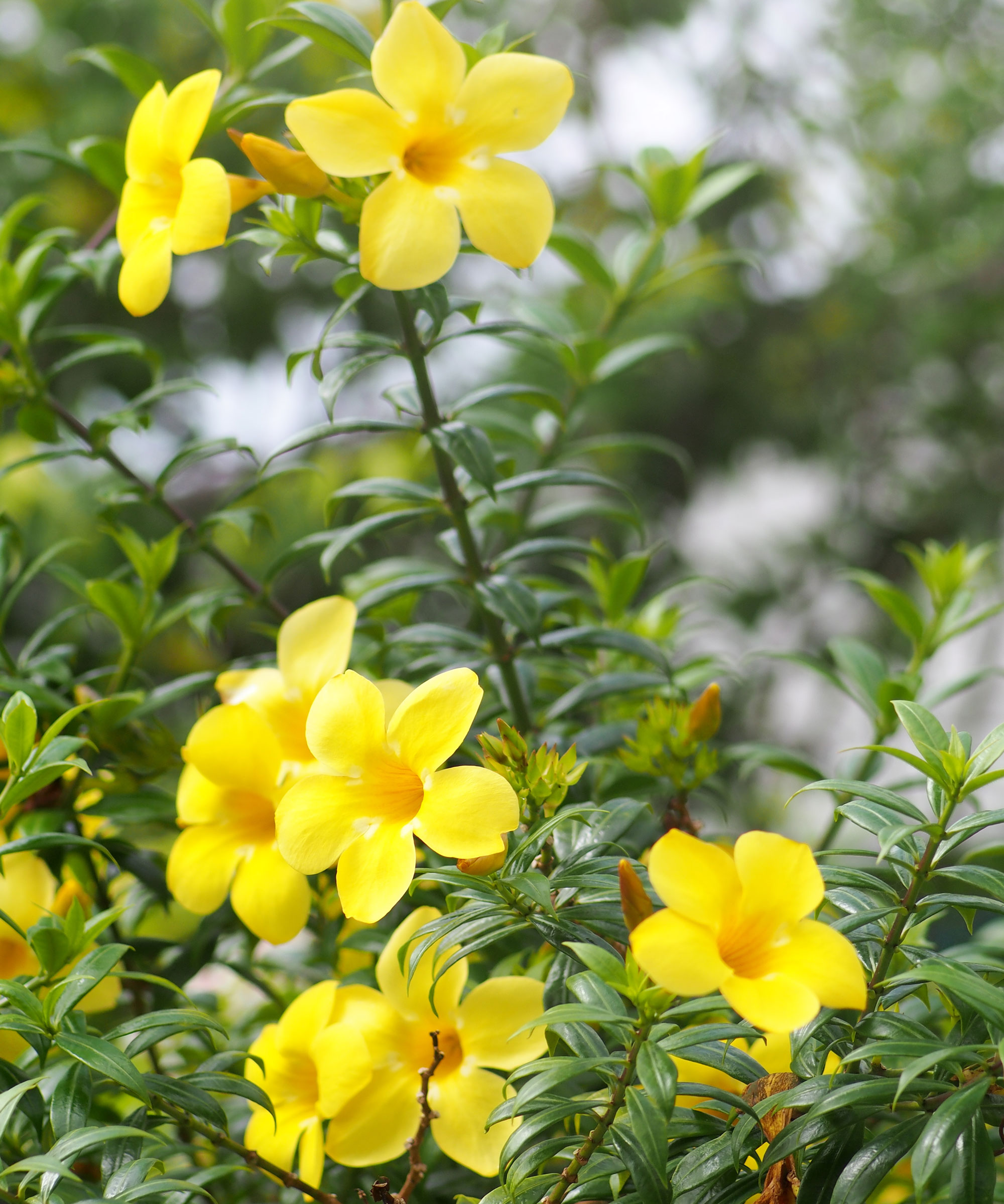 yellow flowers on Carolina jessamine plant