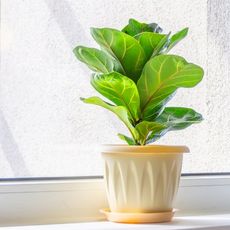 A potted ficus on a windowsill