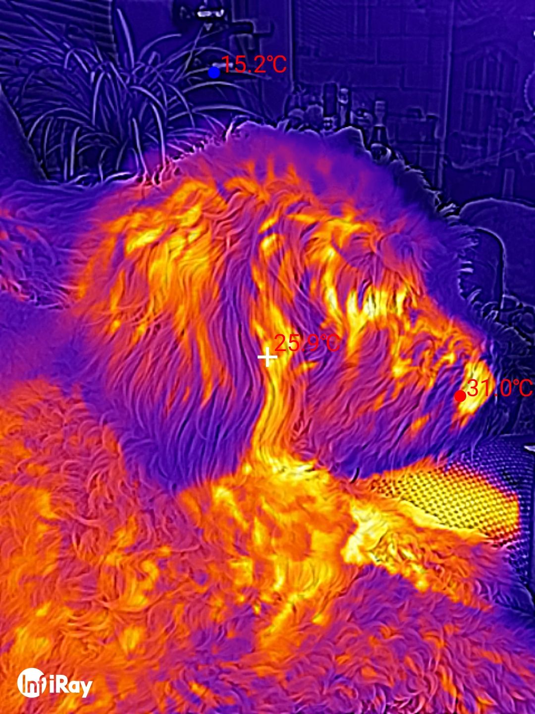 DOOGEE S98 Pro review: Thermal Imaging