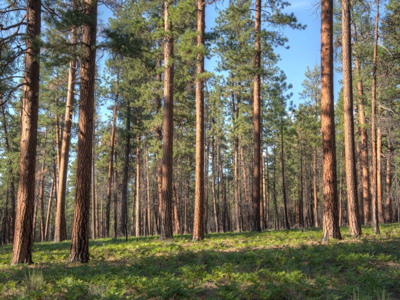 Large Conifer Trees In The Forest