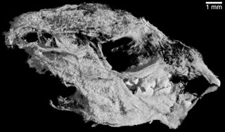 The baby Kayentatherium wellesi skulls are only about 0.4 inches (1 centimeter) long.