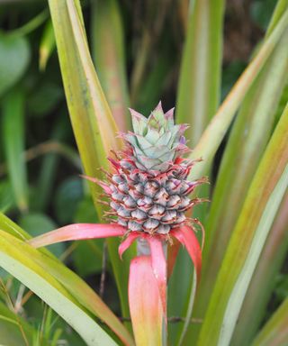 Joanna Gaines' pineapple plant