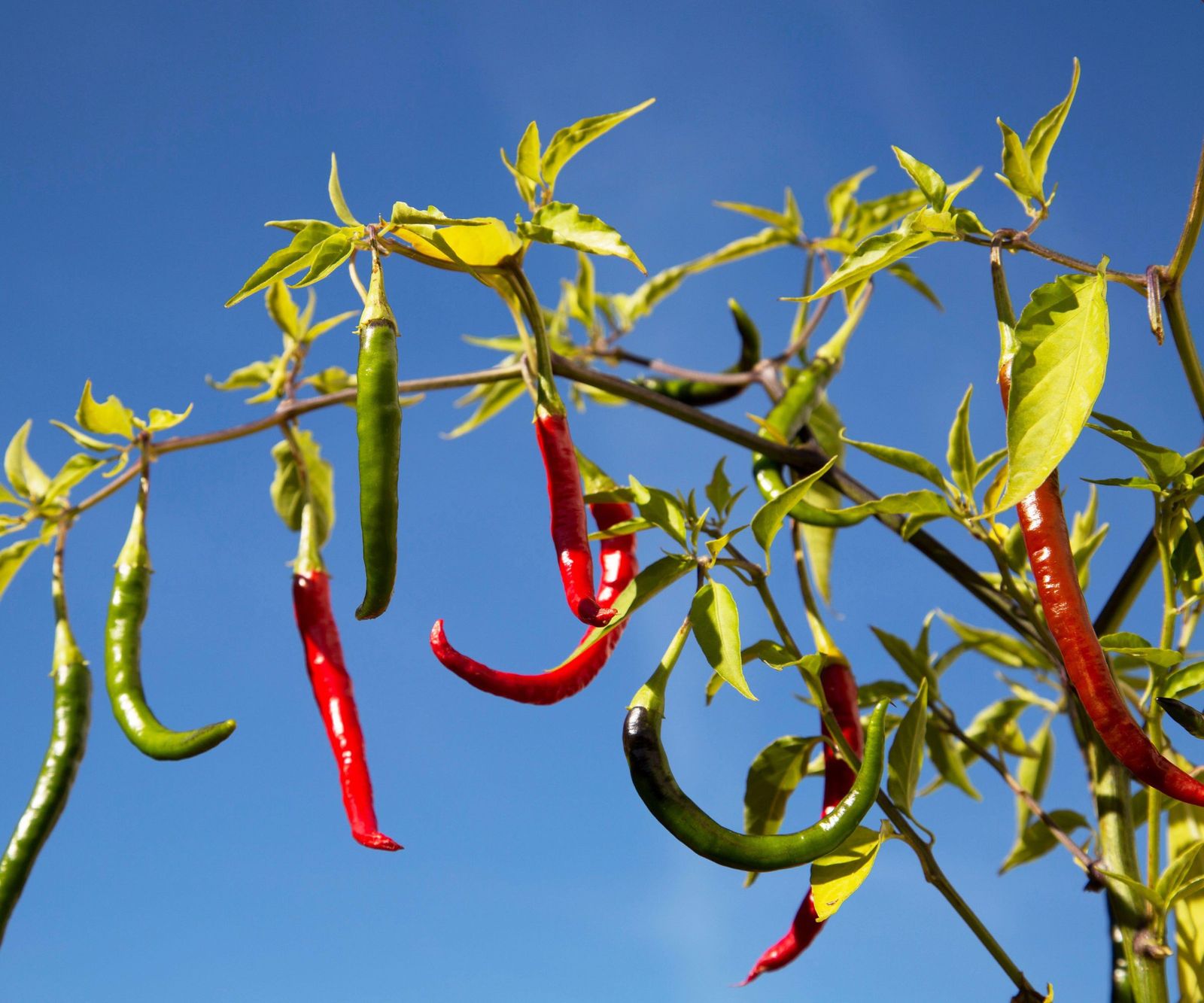 When to pick cayenne peppers how to know when they're ripe Homes