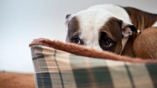 Scared dog hiding behind couch cushion