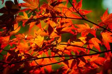 use autumn leaves to improve soil with Alan Titchmarsh