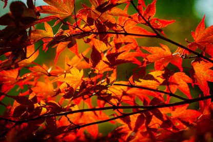 use autumn leaves to improve soil with Alan Titchmarsh