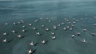 Flamingos flying on lake. Taken via drone. Yarisli Lake in Burdur, Turkey.