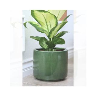 green ceramic plant pot with plant