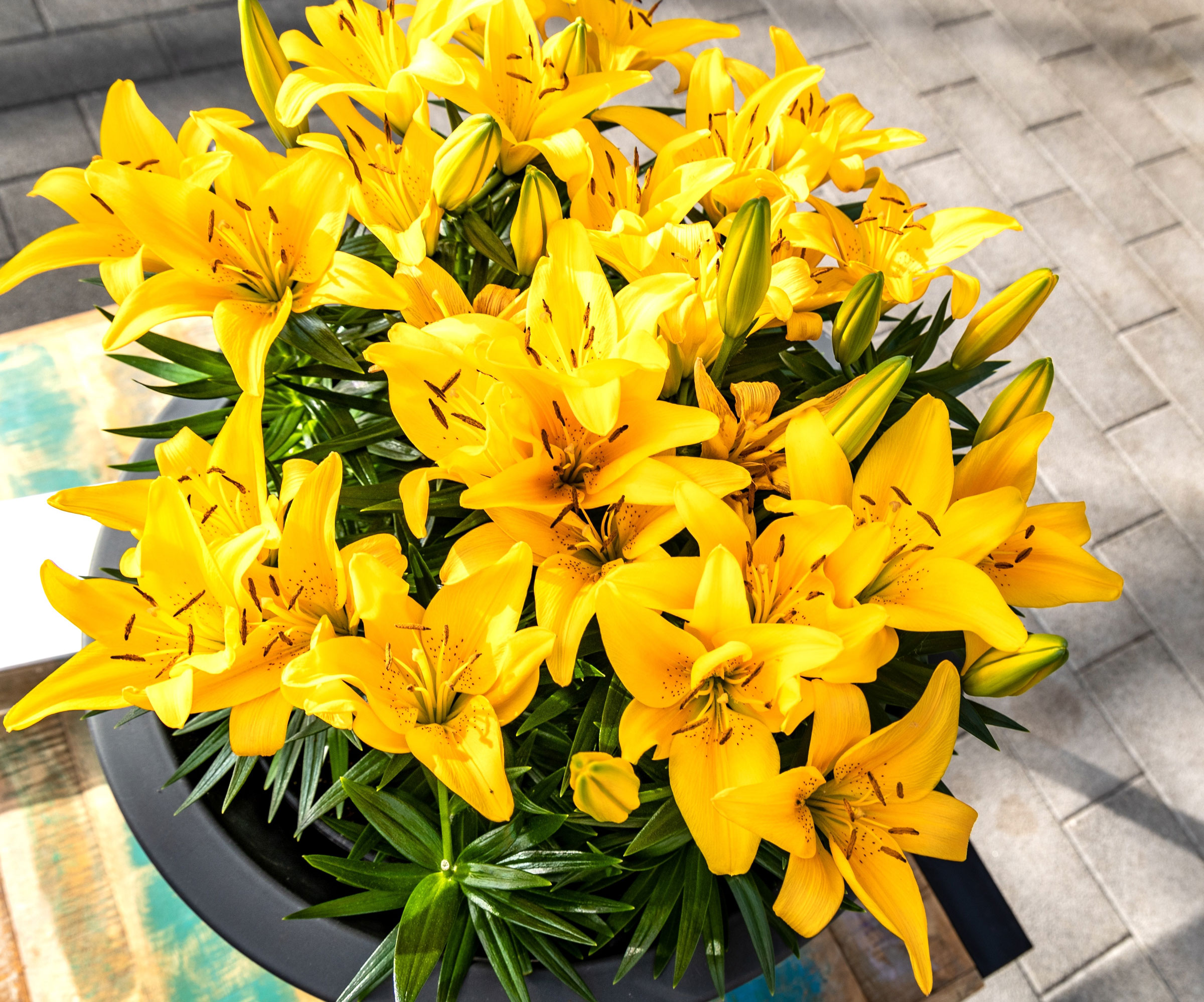 yellow summer lilies in patio container