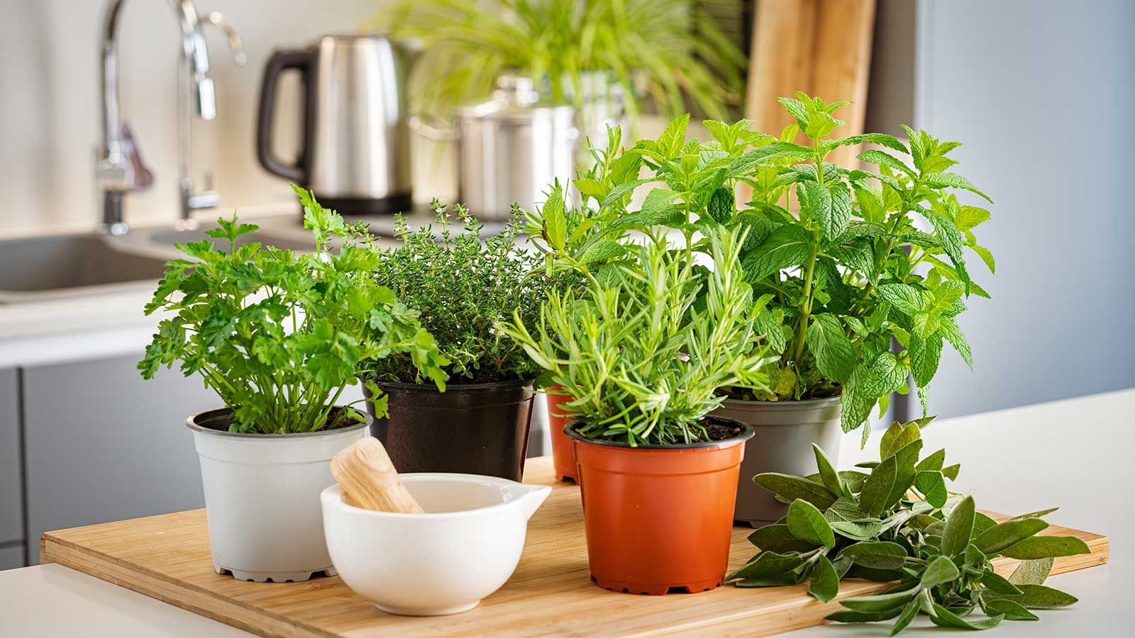 How to keep storebought herbs alive indoors 5 tips