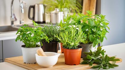 kitchen herbs in pots