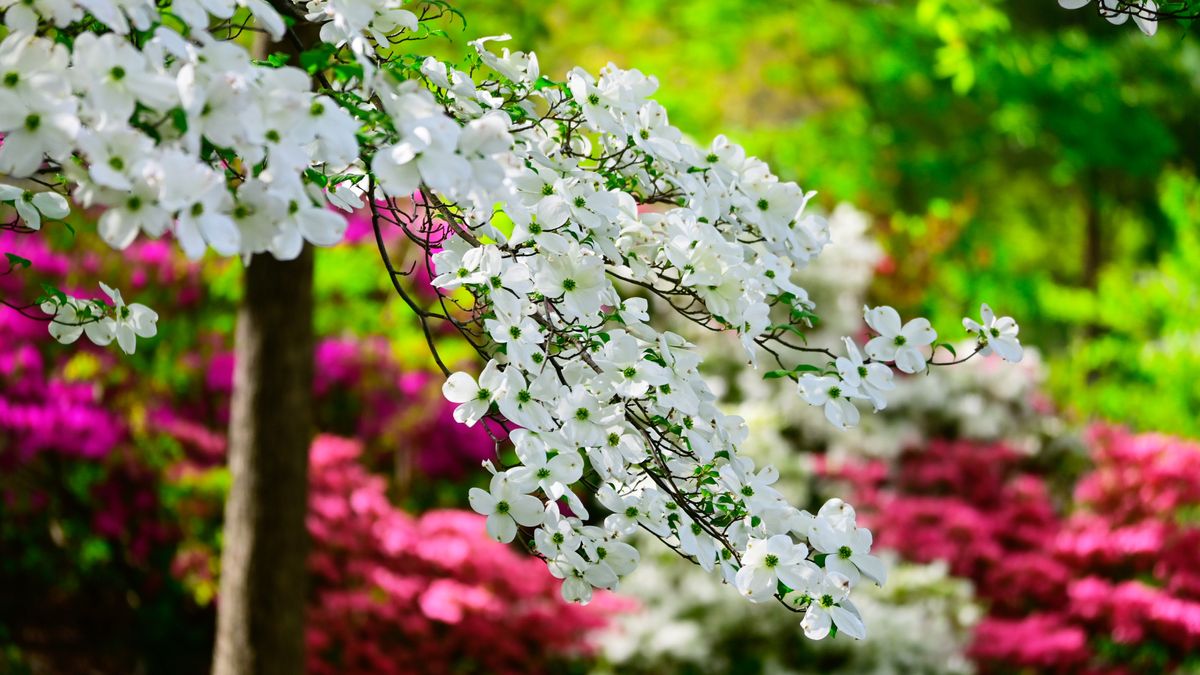 4 Small Trees That Make Even Modest Yards Look Expensive – Try These Varieties for a Big Curb Appeal Boost on a Tiny Budget