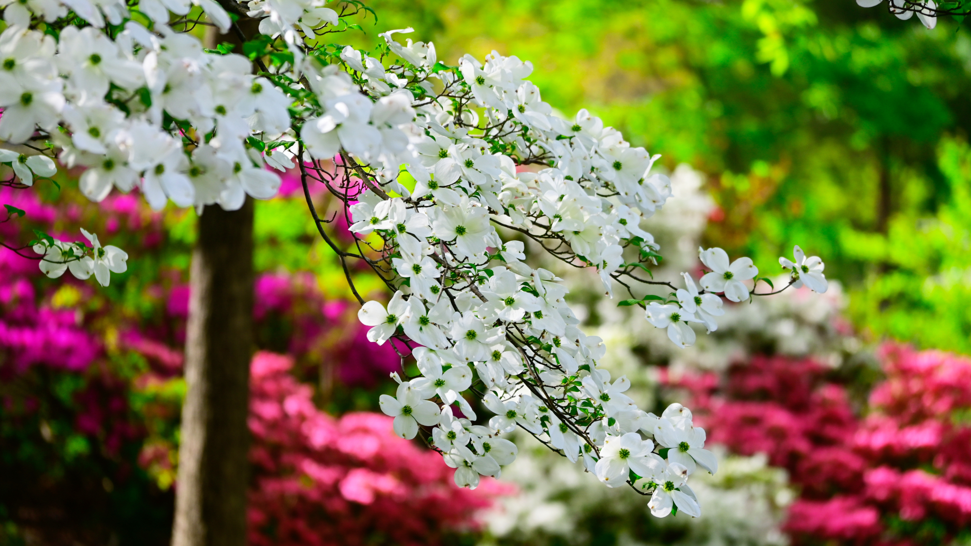 flowering dogwood tree