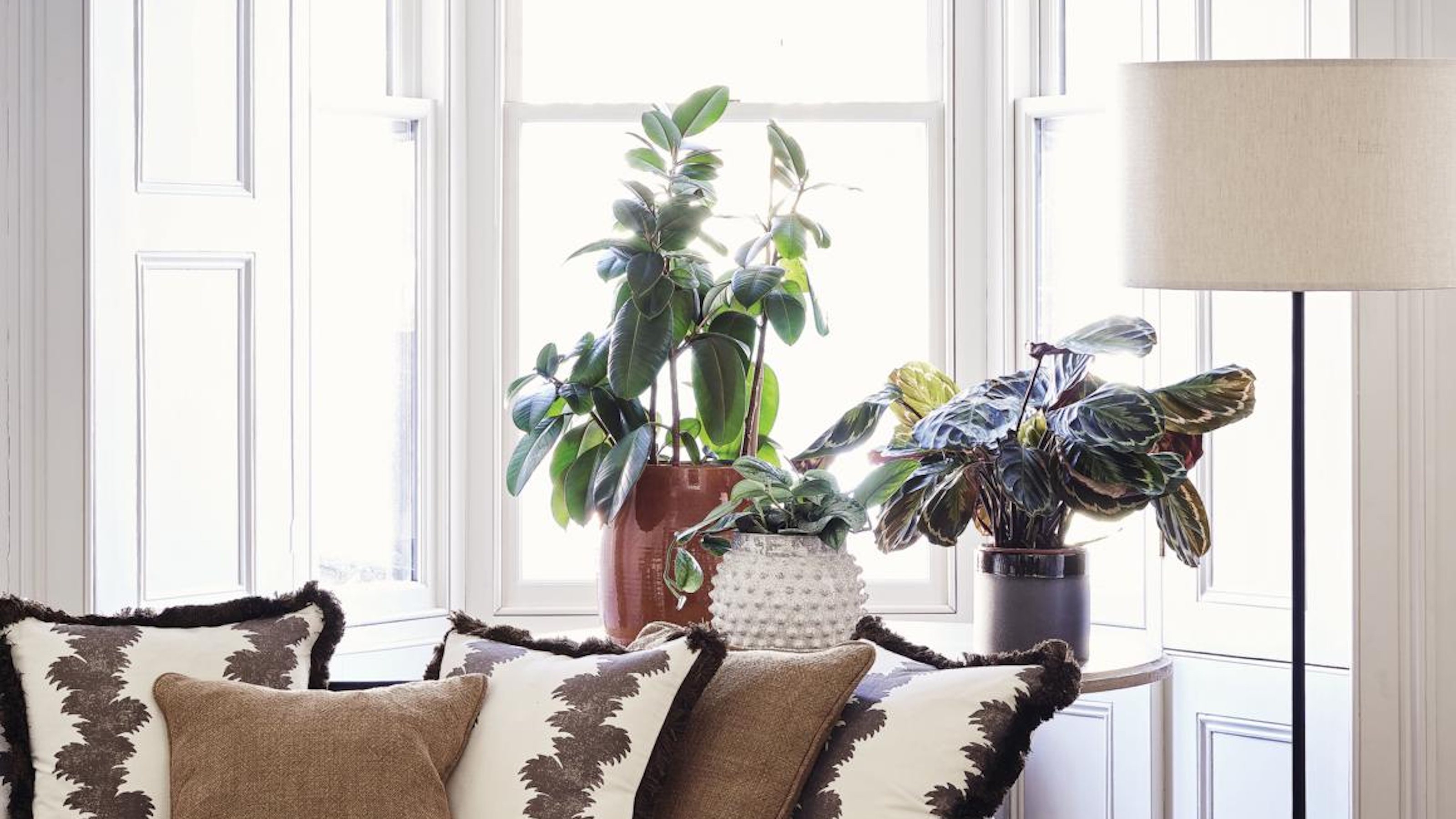 Houseplants on a bright windowsill