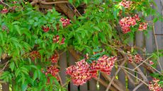 bignonia capreolata, cross vine