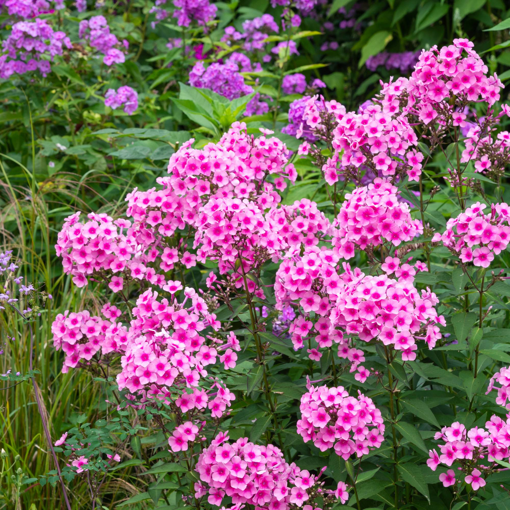 Bright pink garden phlox