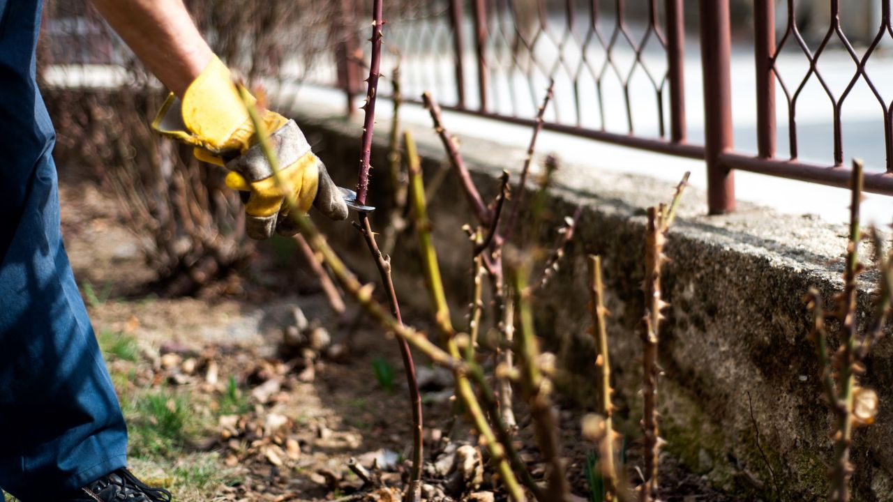 A man pruning roses with shears in a backyard