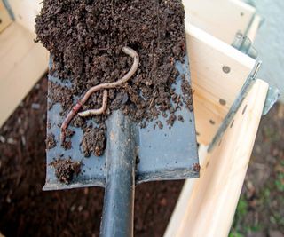 Adding well-rotted compost and worms to a raised bed