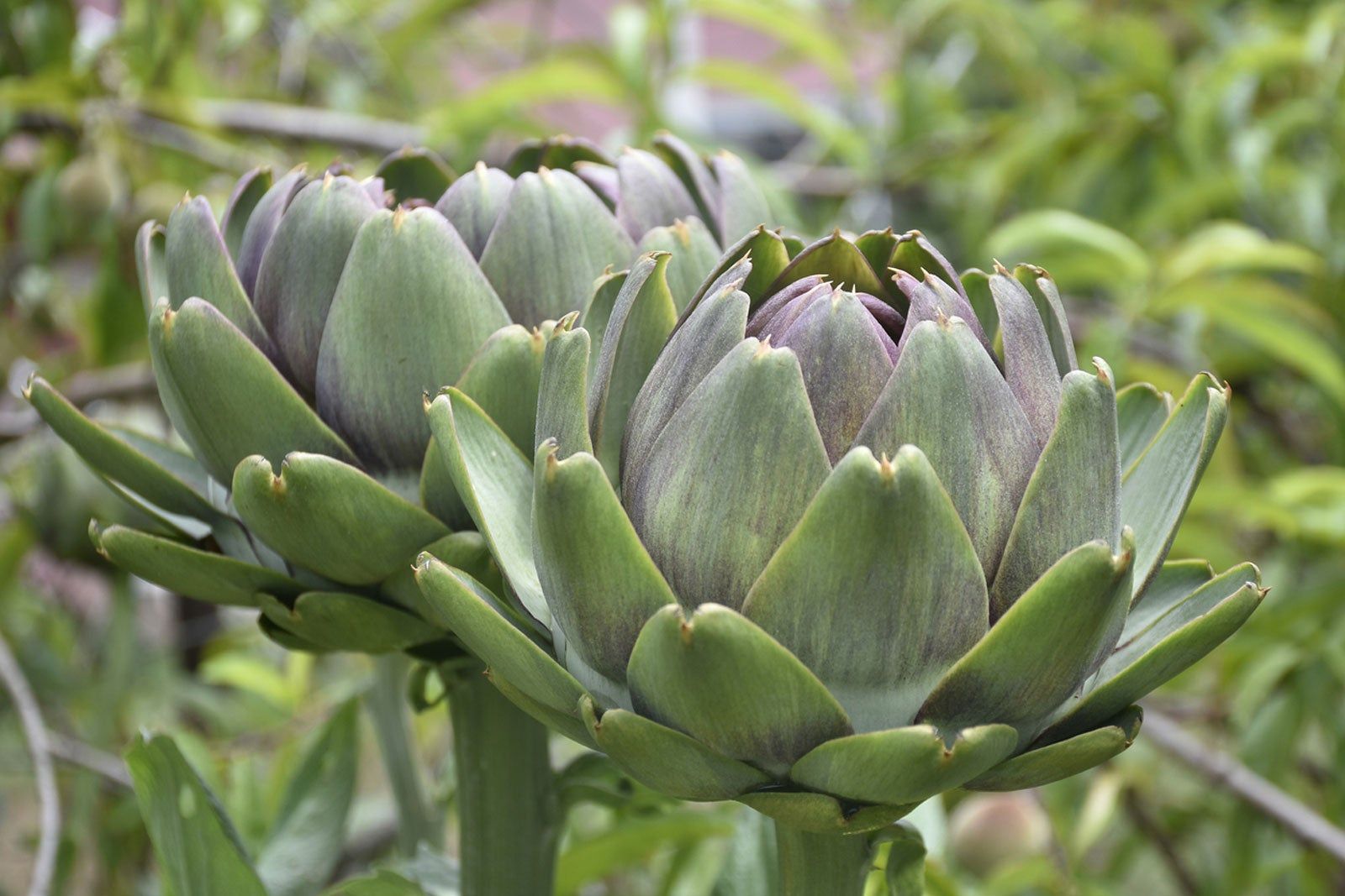 Different Artichoke Plants Common Types Of Artichoke To Grow Gardening Know How