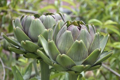 Two Blooming Artichoke Plants