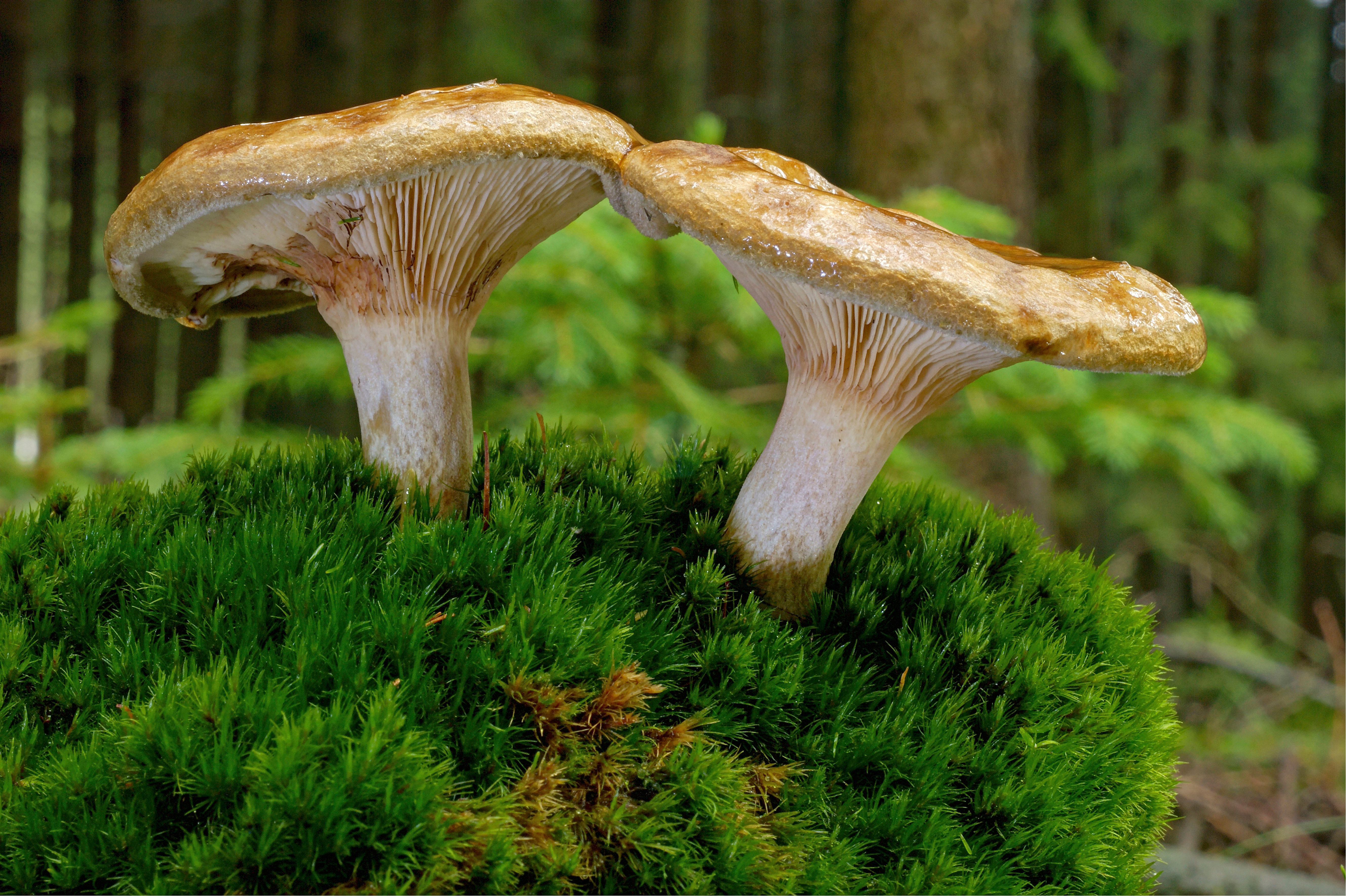 Big white stemmed mushrooms with a yellowy-brown head