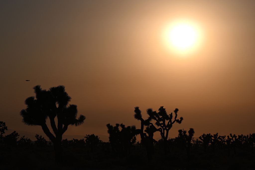 Joshua Tree sunset.