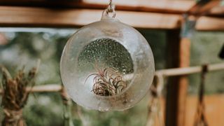 air plant in glass hanging container