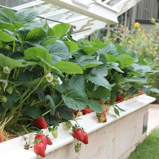 A crop of strawberries growing by a greenhouse at RHS Chelsea Flower Show