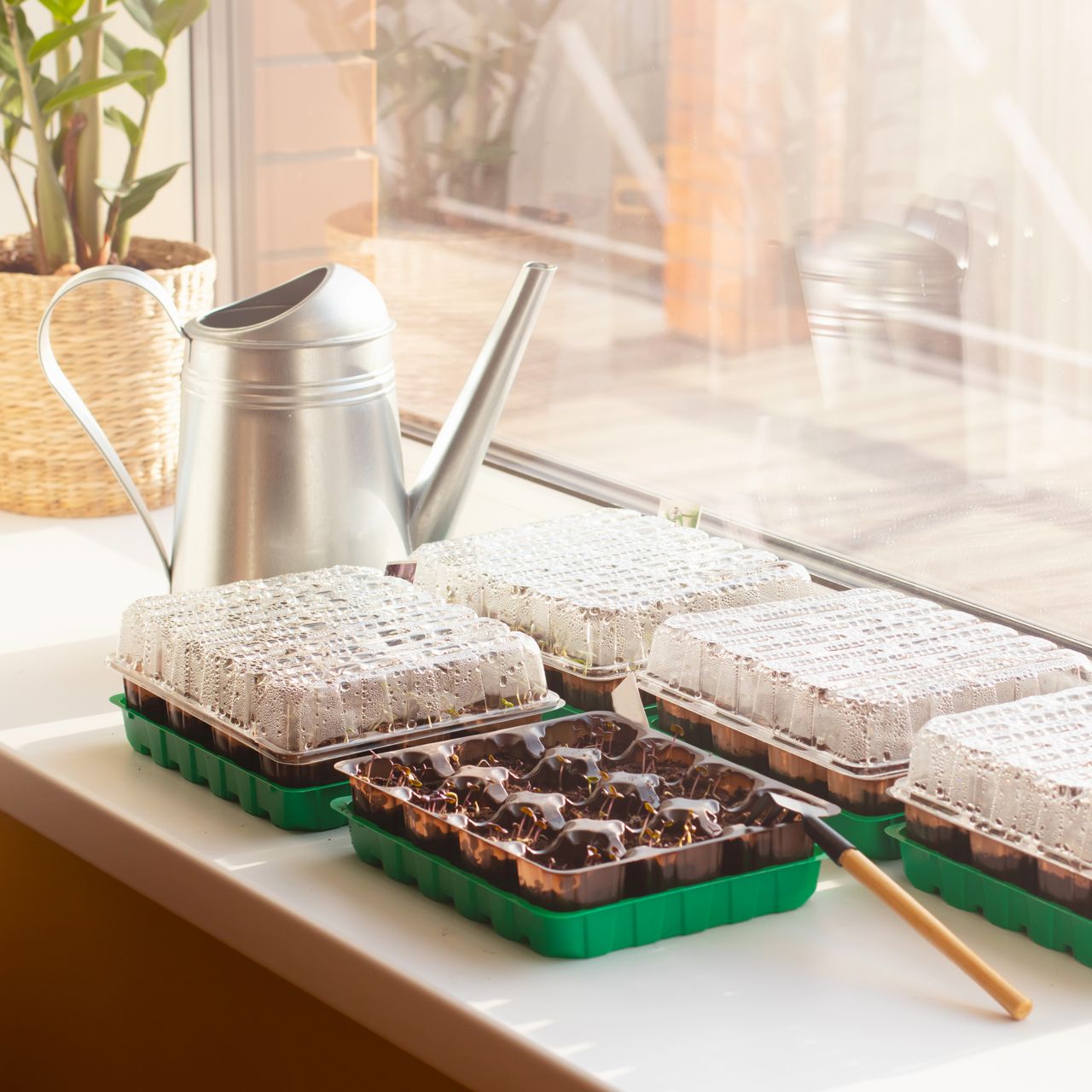 seed starting trays and watering can on sunny windowsill 