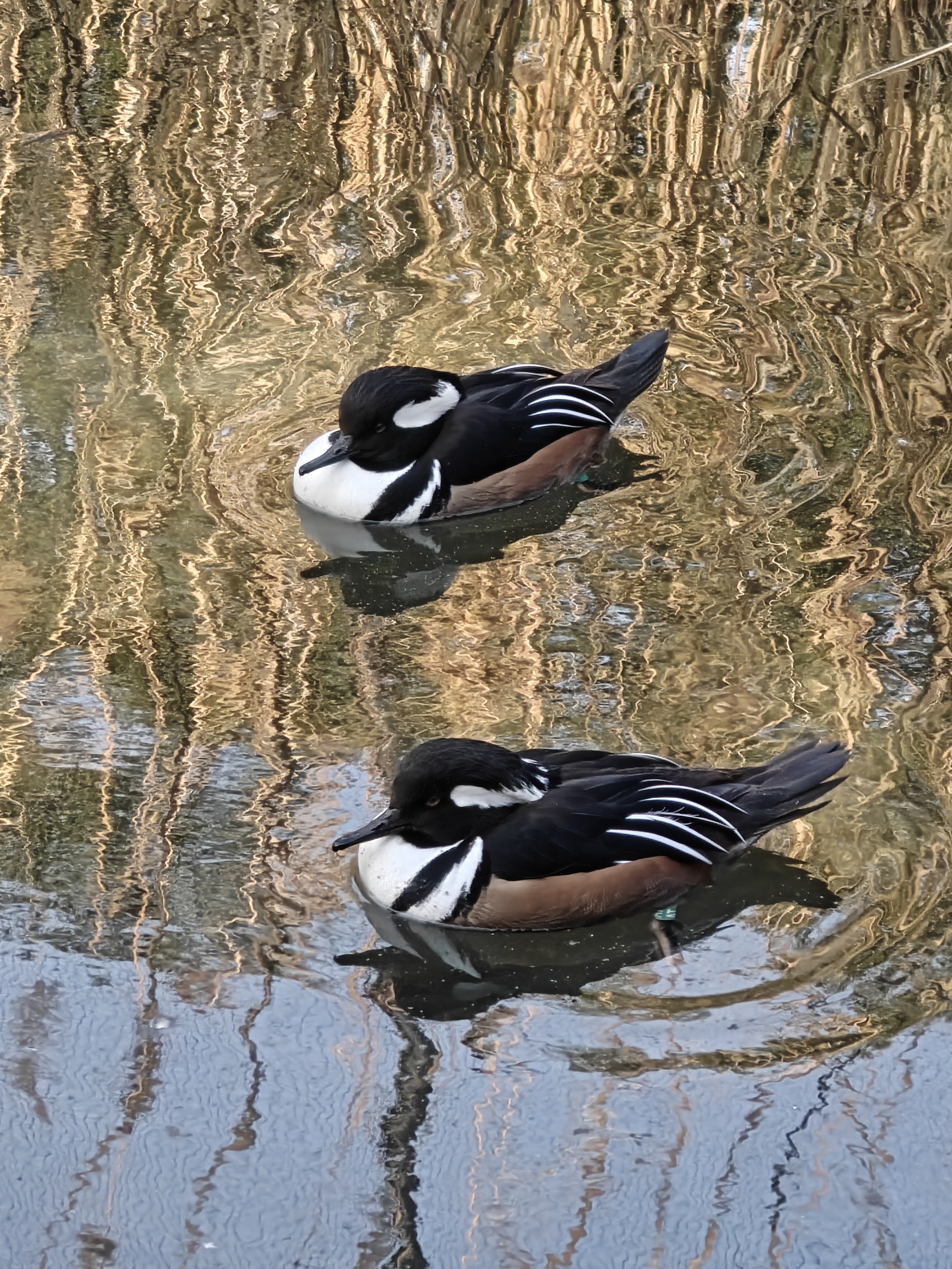 Two birds sitting on a lake