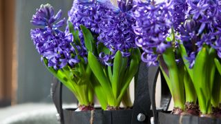 blue hyacinths in pots indoors