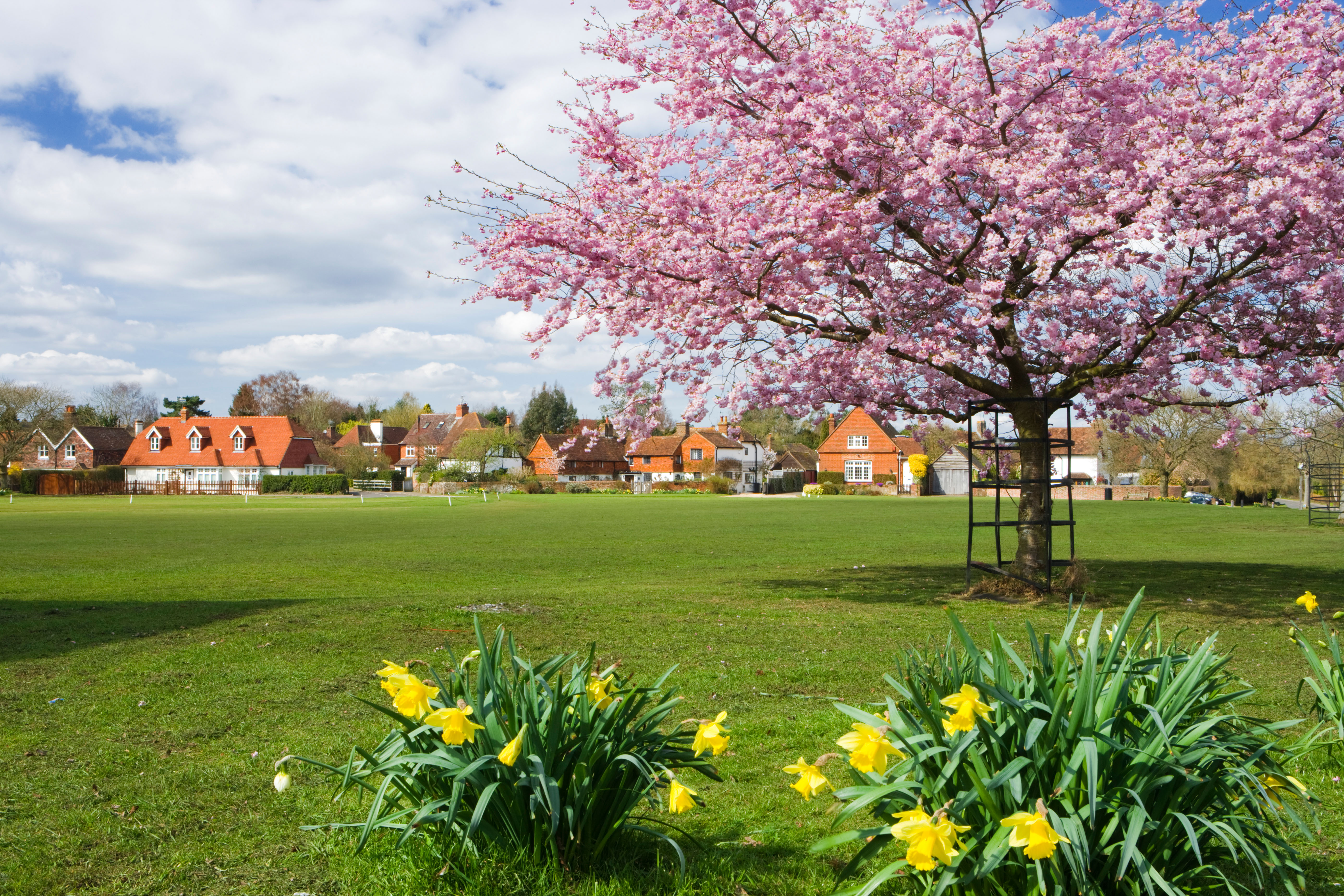 Shamley Green in Surrey