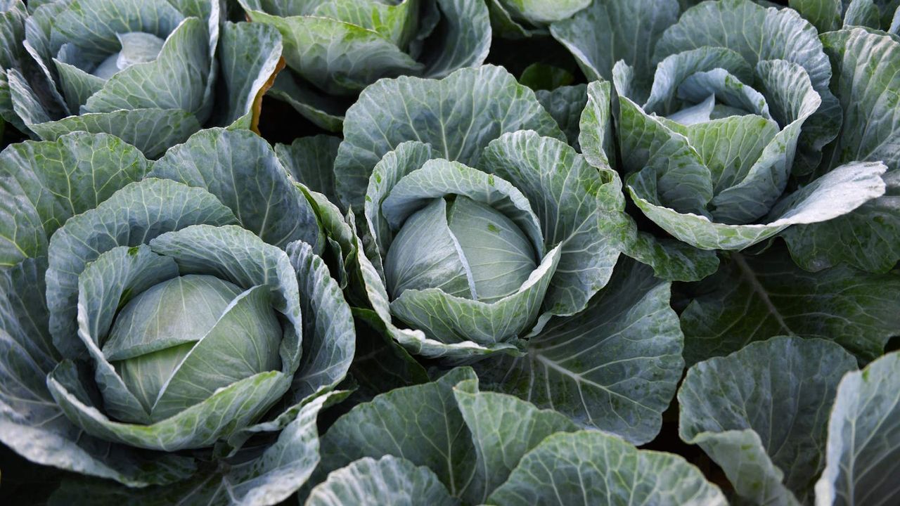 Summer cabbages growing in a vegetable garden