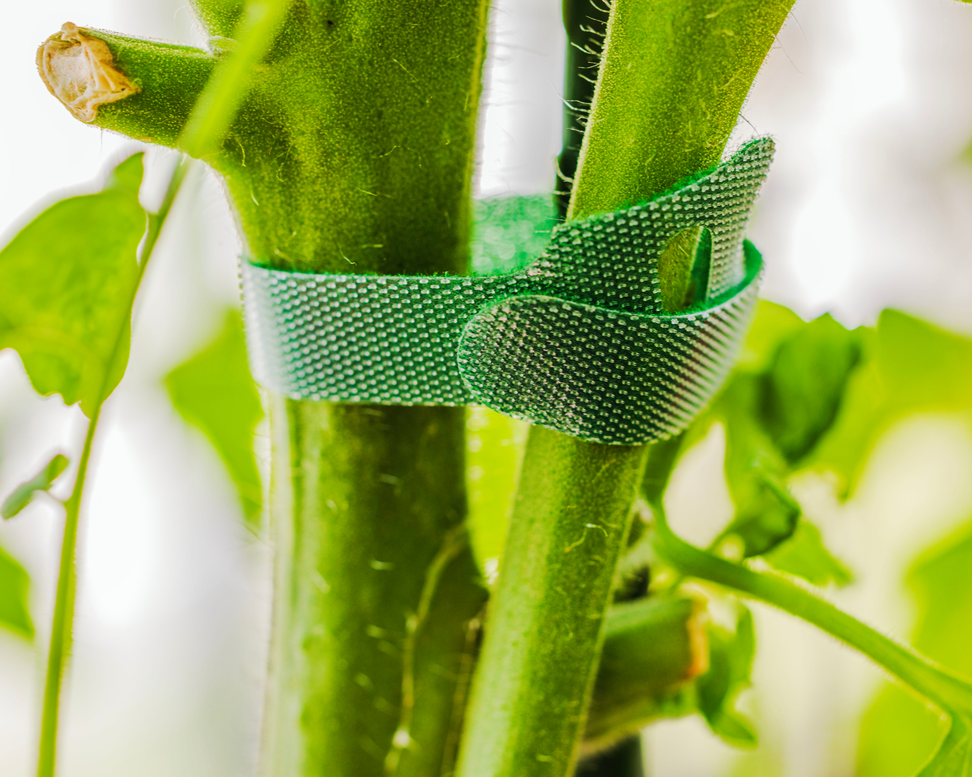 Macro view of green Velcro garden tie securing tomato plant stem in greenhouse. Sweden.