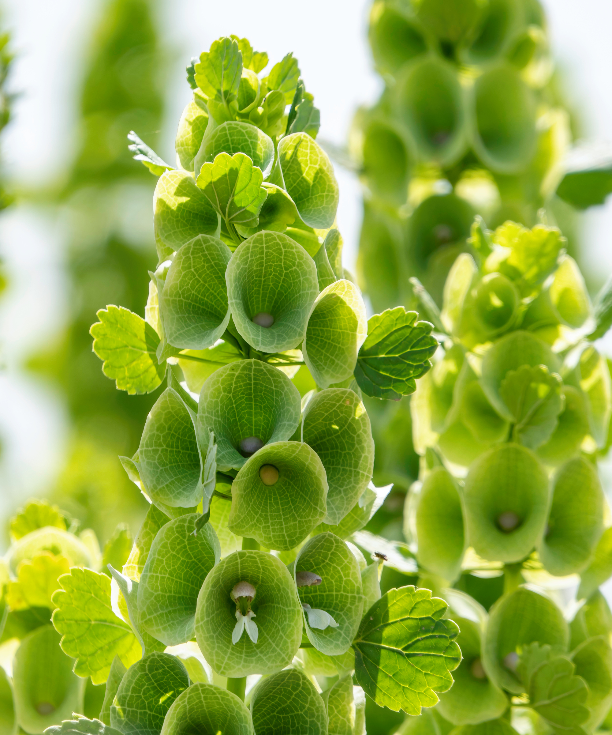 Moluccella laevis or Bells of Ireland or Molucca balmis or shellflower or shell flower. Flowering plant in sunlight. selective focus