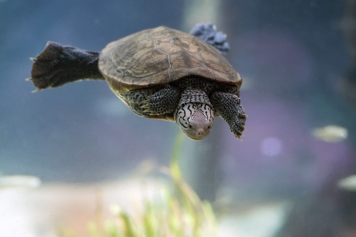 20 amazing turtle facts | PetsRadar