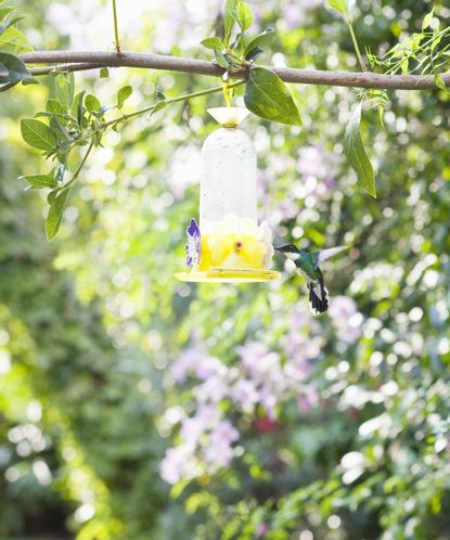 How to attract hummingbirds to your backyard | Real Homes