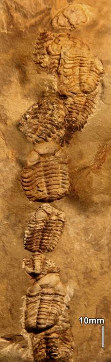 chain of trilobite fossils