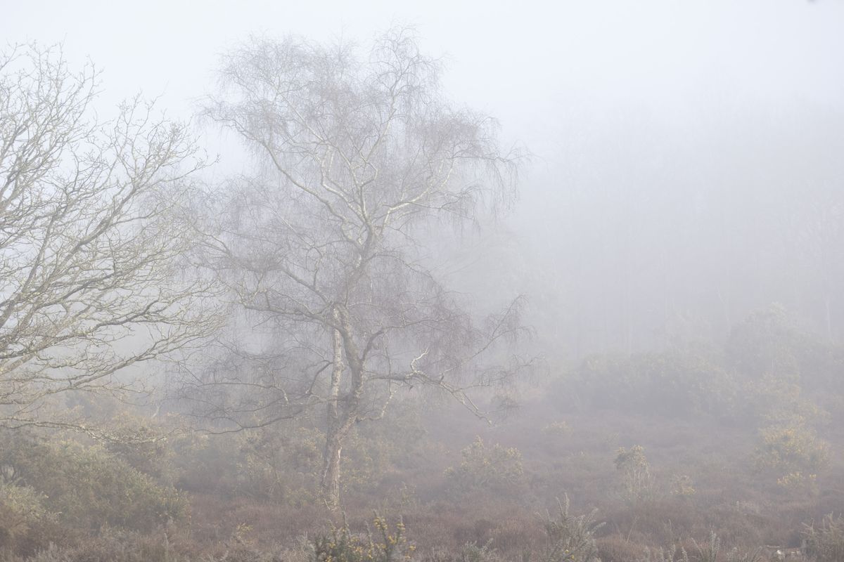 Sigma 56mm F1.4 DC DN Contemporary image gallery: birch tree in mist