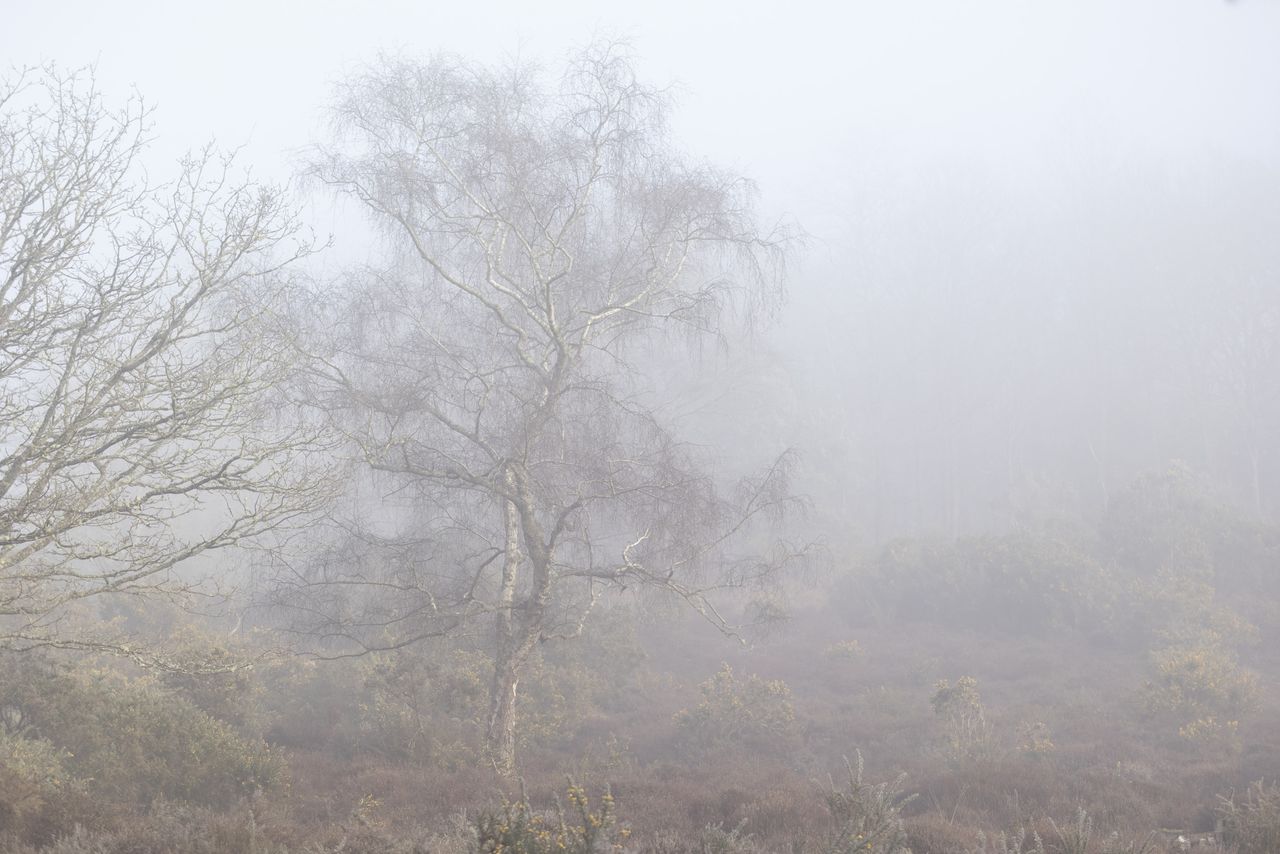 Sigma 56mm F1.4 DC DN Contemporary image gallery: birch tree in mist