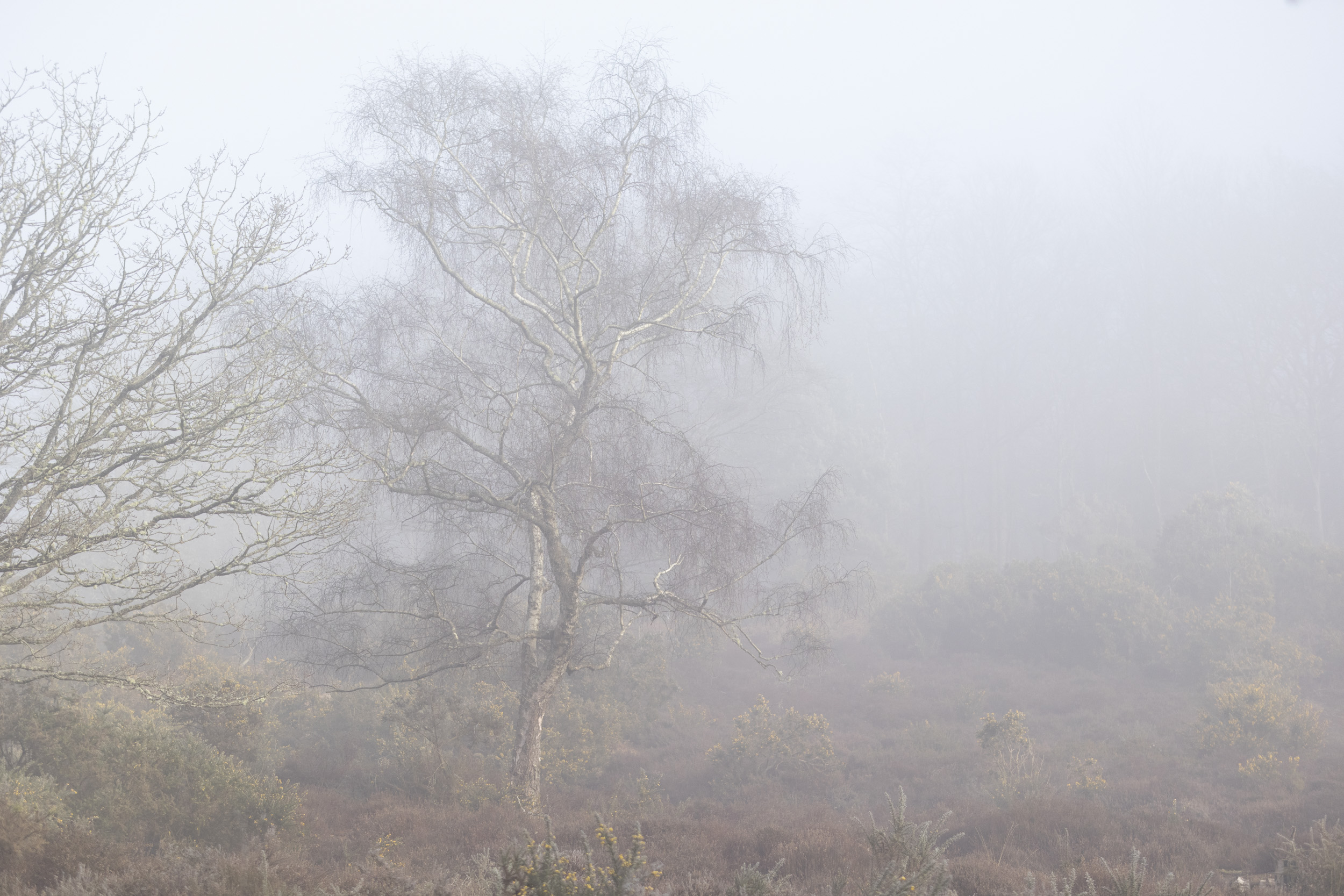 Sigma 56mm F1.4 DC DN Contemporary image gallery: birch tree in mist