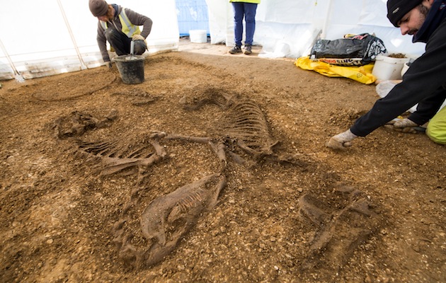 Iron Age horses