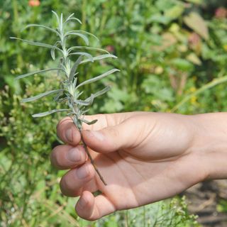 gardener is holding a lavender cutting, graft in hand to plant it in soil